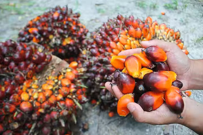 100% Pure Natural Refined Red Palm Oil – Bulk Wholesale | Cold-Pressed | Therapeutic & Cosmetic Grade