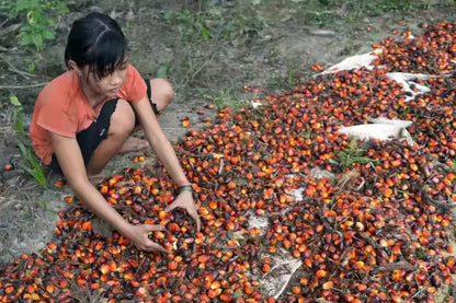100% Pure Natural Refined Red Palm Oil – Bulk Wholesale | Cold-Pressed | Therapeutic & Cosmetic Grade